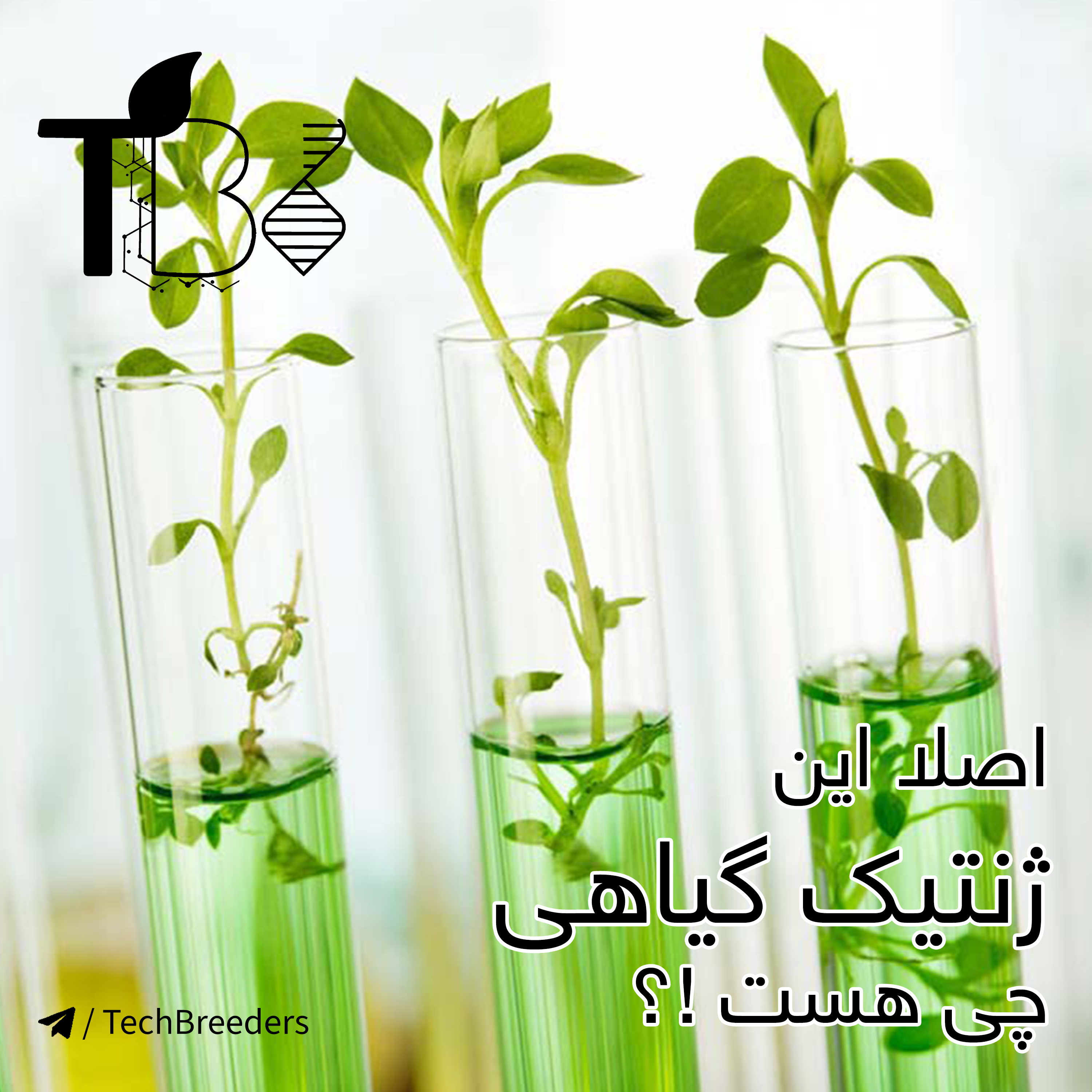 11.+اصلا این ژنتیک گیاهی چی هست؟!