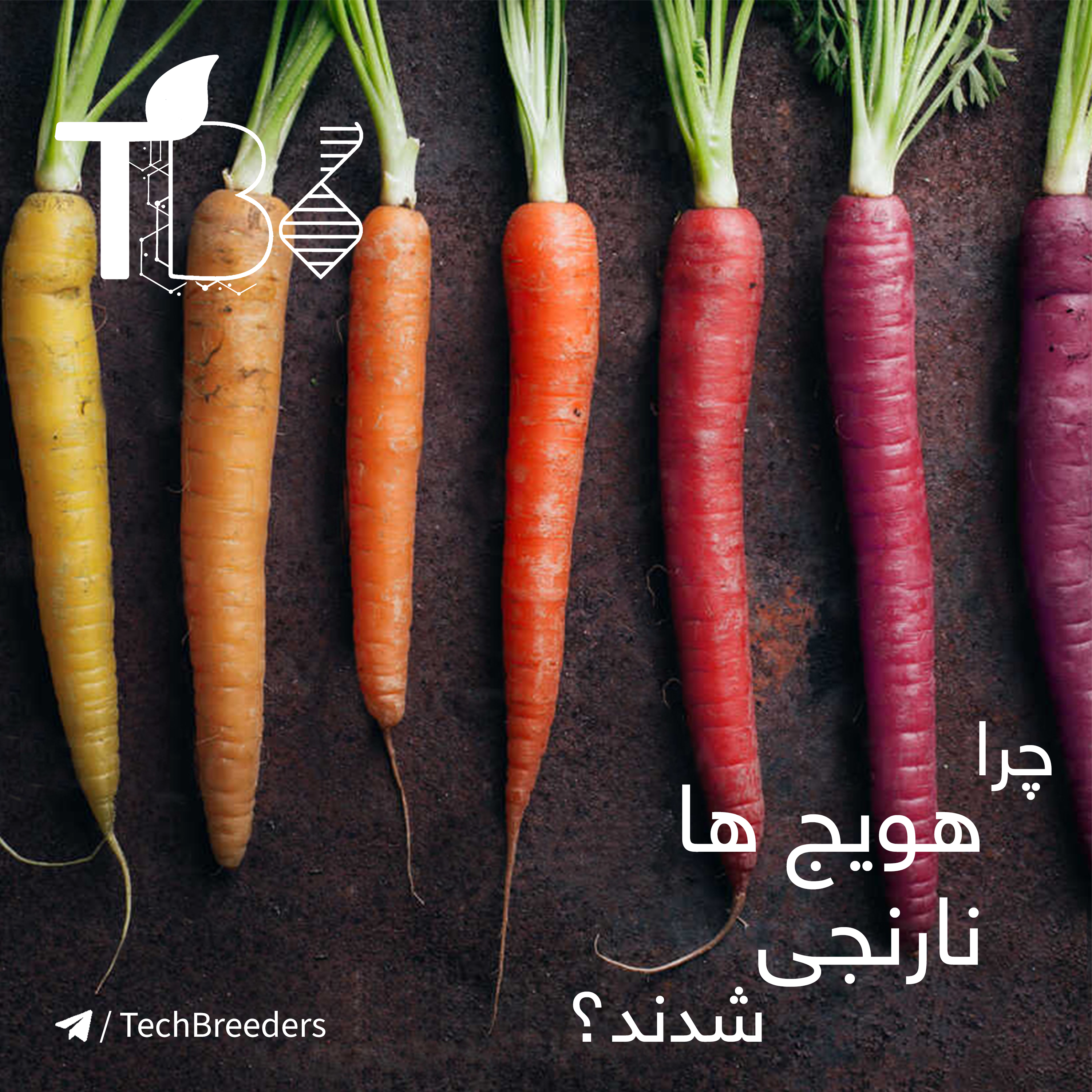 1.چرا هویج ها نارنجی شدند؟