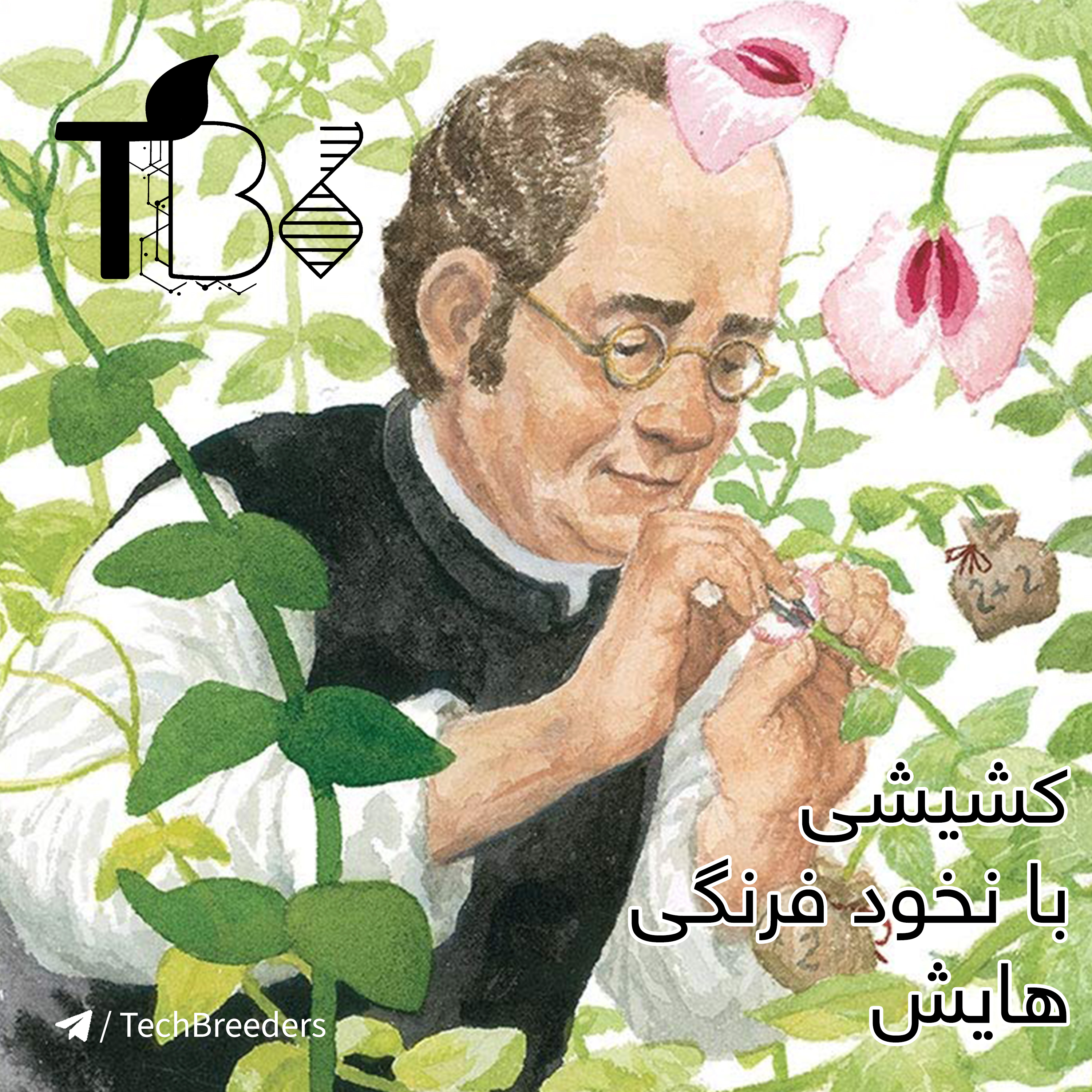 7.کشیشی که با نخودفرنگی هایش، علم ژنتیک را کشف کرد